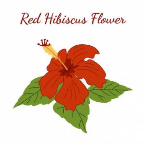 Красный цветок гибискуса для логотипа китайская роза ручной рисунок изолированный на белом фоне