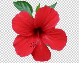 Китайская роза Shoeblackplant Садовые розы, Китай, мир, фарфор, цветок png