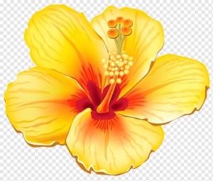 Цветок, желтый экзотический цветок, желтый и красный цветок гибискуса, травянистое растение, оранжевый, цвет png