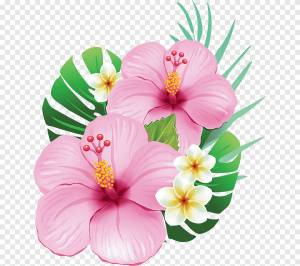 розовый гибискус, алтея, ручная роспись png