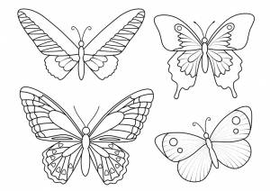 Раскраска Прекрасные бабочки