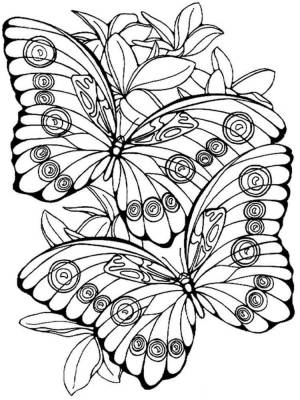 Раскраска Прелестные бабочки