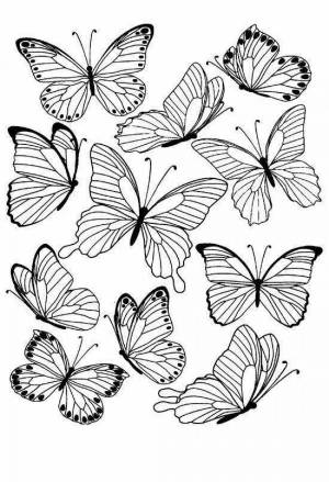 Раскраски Бабочки много