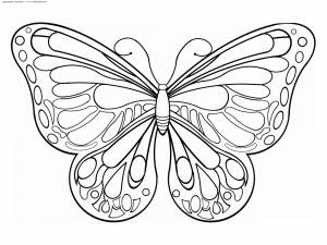 Идеи раскраски бабочки секрет