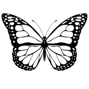 Раскраски Раскраска Бабочки бабочки