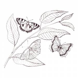 Раскраска Бабочки-подружки на листиках