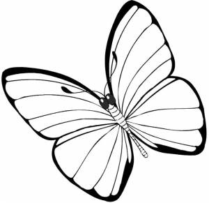 Раскраски бабочка, Раскраска простая бабочка Насекомые