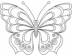 Раскраски красивые Бабочки
