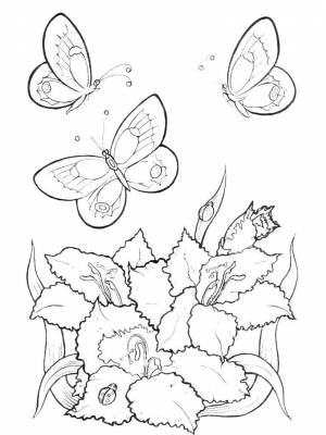 Раскраски Раскраска Бабочки и цветы бабочки бабочки