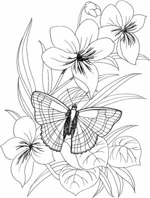 Рисунок для срисовки цветы и бабочки