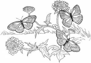 Раскраски бабочки, Раскраска Бабочки в цветах бабочки