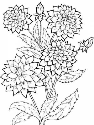 Раскраска цветок Георгин картинка для мальчиков
