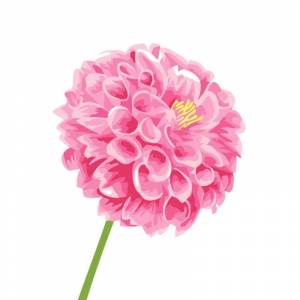 AX162 Георгин Раскраска картина по номерам Цветной