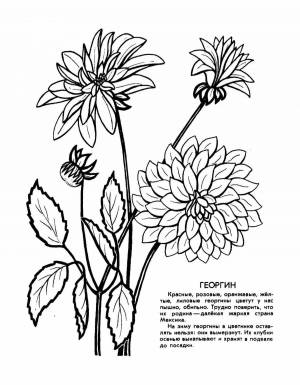 Раскраски Растения красной книги россии