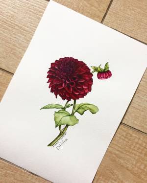 Иллюстрация Георгин