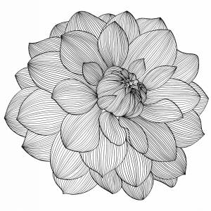 Георгин рисунок для детей