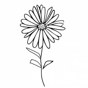 Простой цветок астры, однолинейный рисунок цветка астры, изолировать изображение, сентябрьский цветок, декор стены