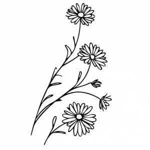 Астра настенное искусство астра цветок рисунок рисунок татуировки рисунок астры сентябрь цветок татуировка астра штриховая графика