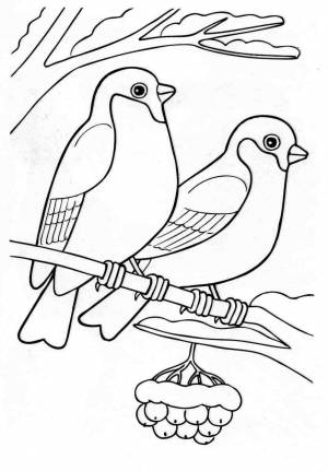 Раскраска снегирь на ветке рябины