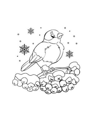 Раскраски Снегирь на рябине