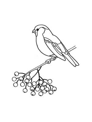 Раскраски Снегирь на рябине