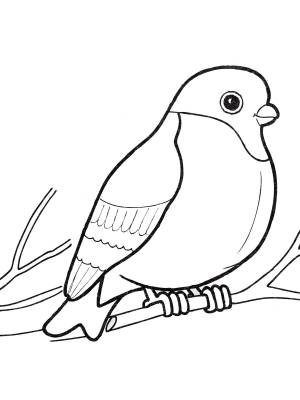 Раскраска Снегирь