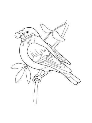 Раскраски Снегирь на рябине