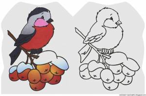 Снегирь на ветке рябины раскраска