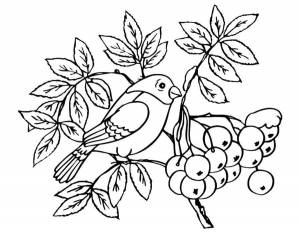 Раскраски снег, Раскраска Снегирь на ветке рябины листья рябины
