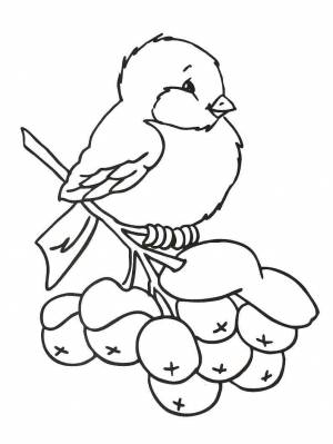 Раскраска Снегирь