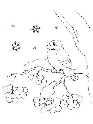 Раскраски Снегирь на рябине