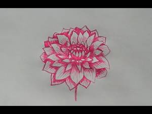 Учимся рисовать георгины