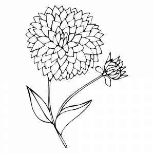 Раскраска Георгин