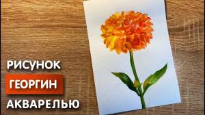 Как нарисовать георгин карандашом и акварелью начинающим