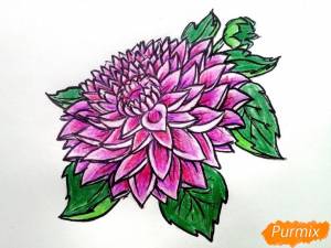 Как нарисовать георгину поэтапно 3 урока