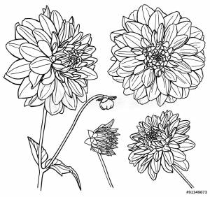 Садовые цветы георгины