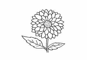 Осенние цветы георгины