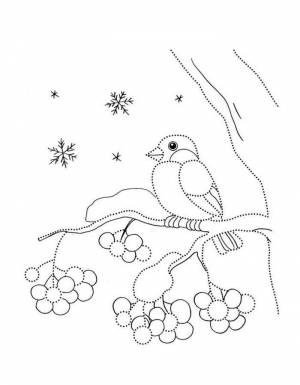 Раскраска снегирь  и