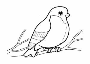 Раскраски Снегиря