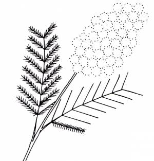 Раскраски Мимоза