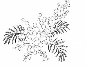 Раскраски Мимоза