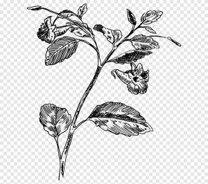 Рисунок Мимоза pudica Книжка-раскраска, другие, разное, еда png