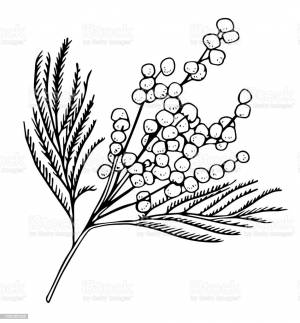 Веточка мимозы раскраска