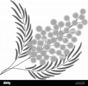 Раскраски Мимоза для детей