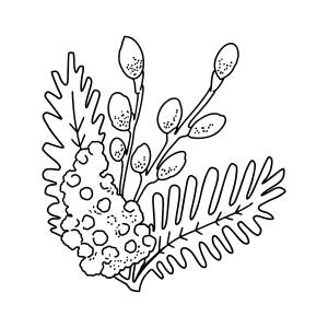 Раскраска мимоза и верба ♥ Онлайн и !