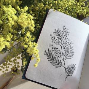 Иллюстрация Мимоза в стиле графика, книжная графика, скетчи