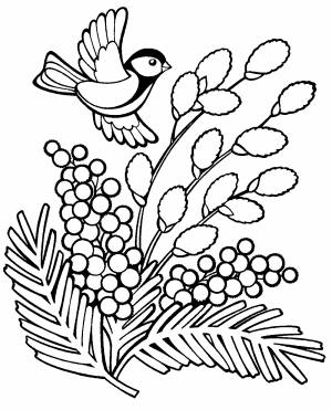 Раскраски Мимоза