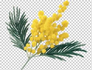 Салат с мимозой Акация дилебата Цветок, мимоза, Разное, травянистое растение, фал png