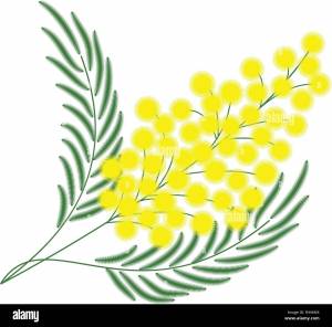 DataLife Engine > Версия для печати > Веточка мимозы раскраска