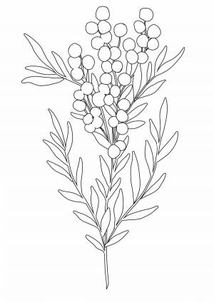 Раскраски Мимоза для детей